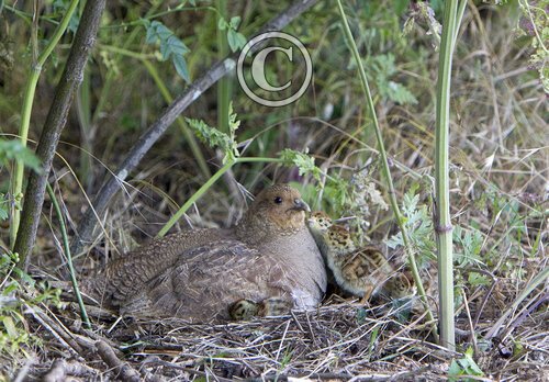 Grey Partridge with Chicks  DM0484
